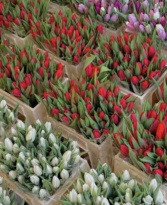 Тюльпаны 8 марта