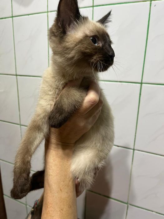 НАЙДЕН КОТЕНОК! В верхней части города.