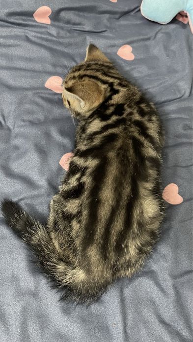 Британский кот вязка