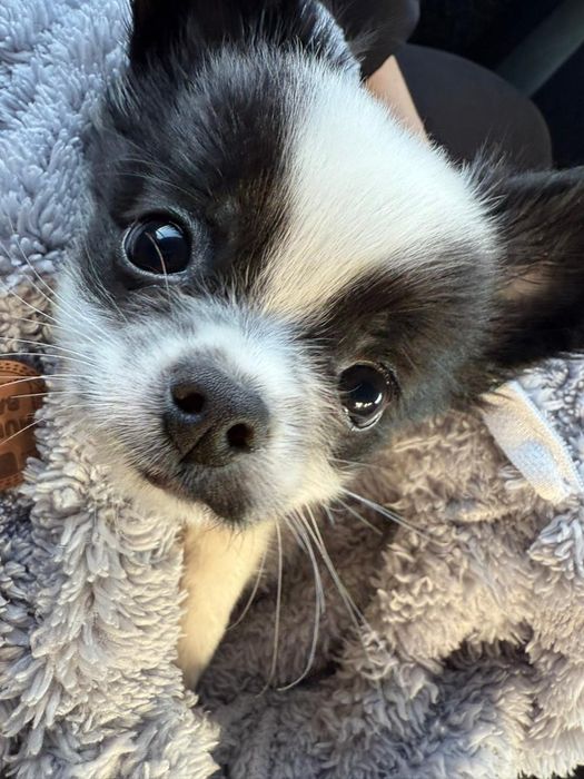 Продам щенка пончи