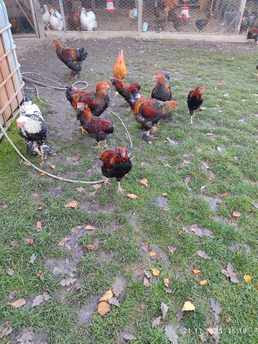 Cocosi Brahma Potârnichiu și Araucana