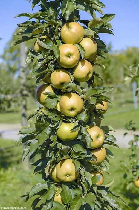 Pomi columnari fructiferi  , plantare din metru in metru