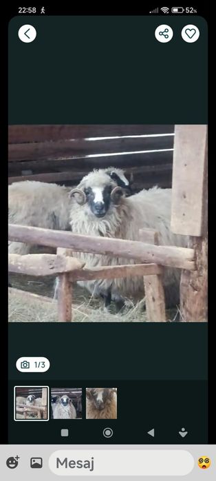 Oaie Breaza de vânzare
