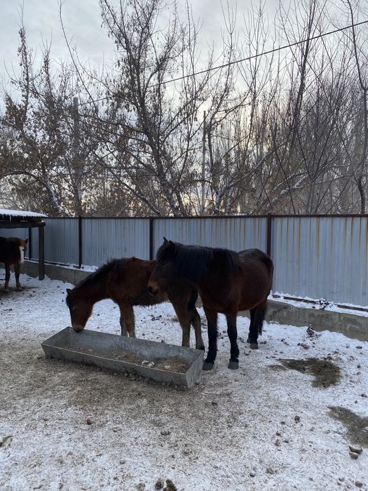 Жабағы тай полутяж