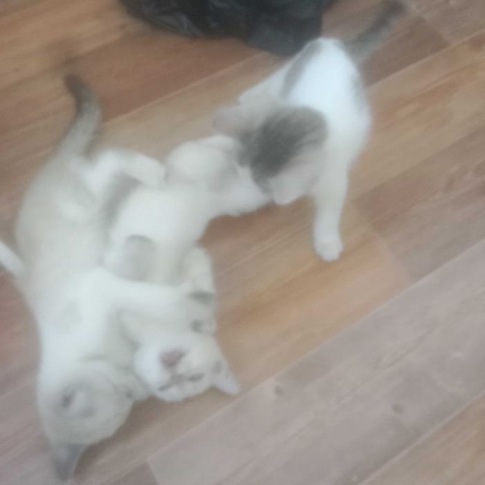 Котята очень красивые