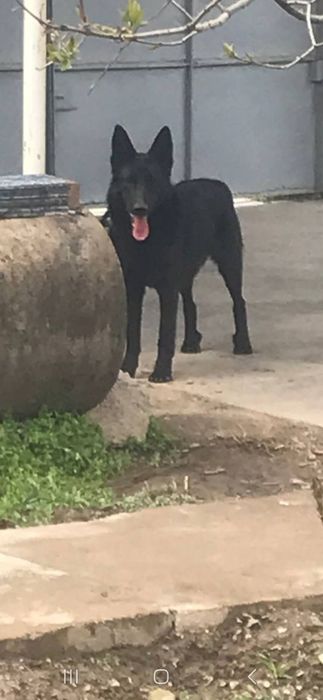 Немецкий овчарка Эркак  5 ойлик сотилади