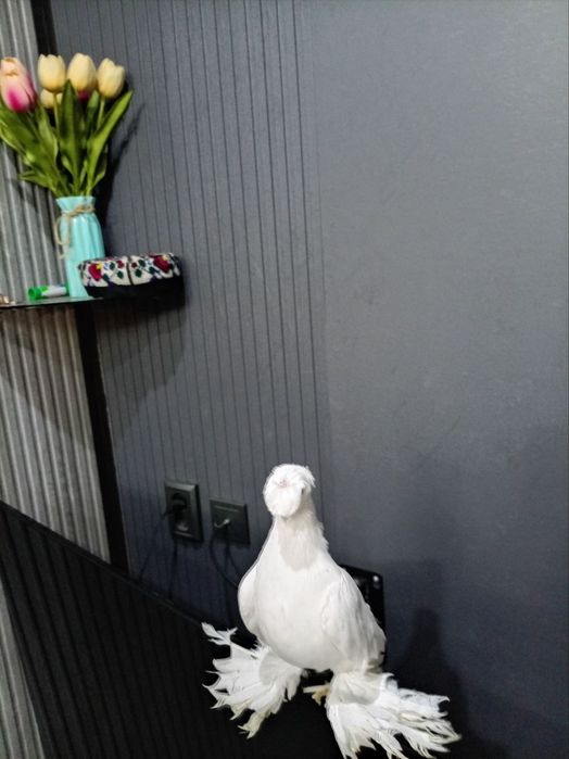 Oq dvuxchubila  sotiladi