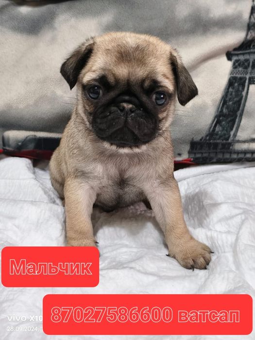 Очаровательный мопсик