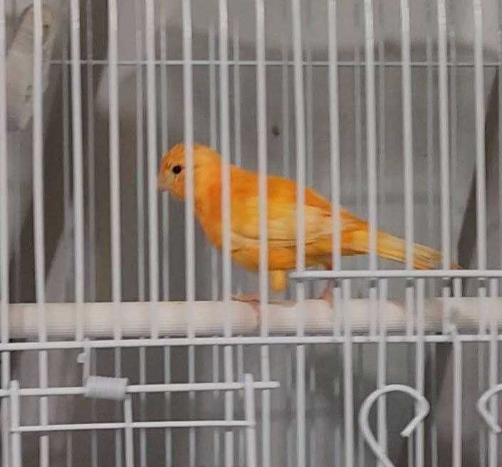 продается   поющий кенор