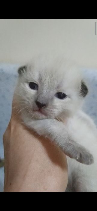 Недорого котята.