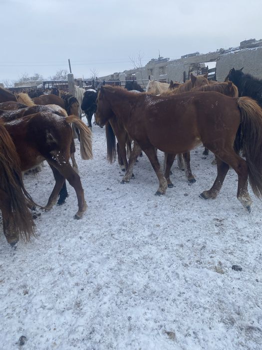 Ту бие, яловые кобылы