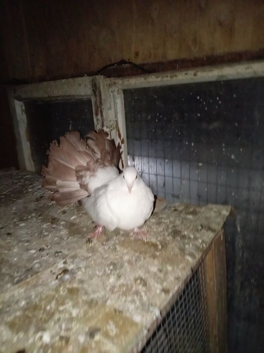 Голуби  кептер павлины