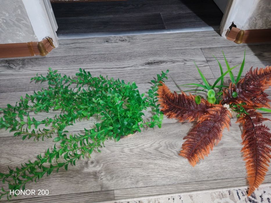 водоросли для аквариума