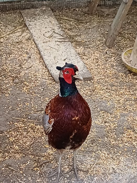 Vând sau schimb cu femelă fazan mascul