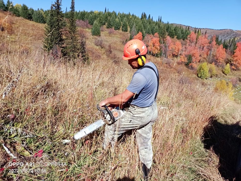 Спил аварийных деревьев
