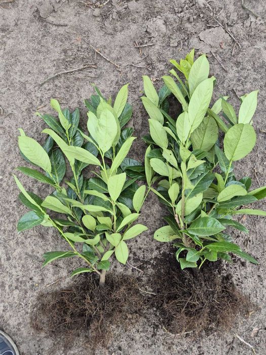 Laur englezesc - Prunus Laurocerasus Rotundifolia, 2 ani,  60-80 cm