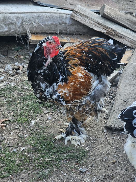 Tineret brahma bobat și porțelan