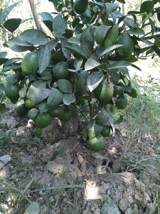 Лимон кучатлар 2.3.4 йиллик 100 % гарантия