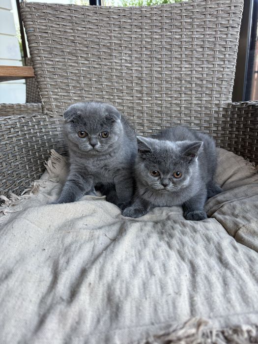 Котенца Шотландски късокосмести