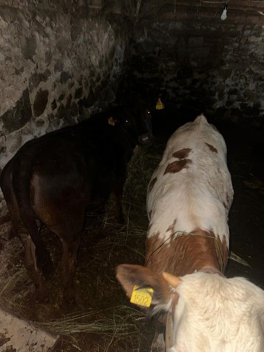 Vând vaci bune de lapte tinere