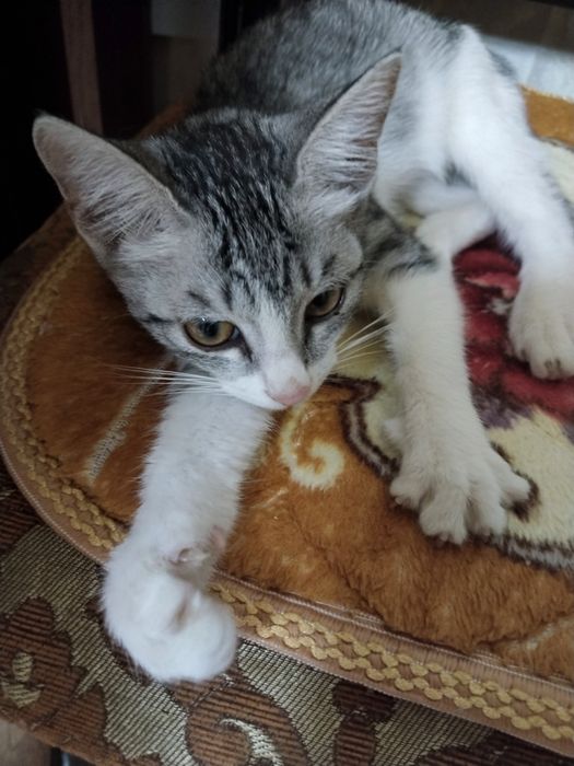 Отдам котенка в добрые руки