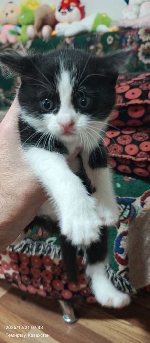 Отдам котят в хорошие руки