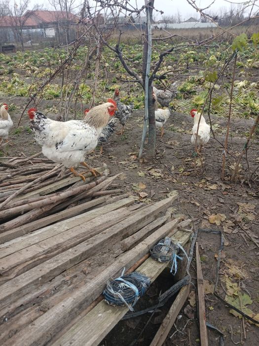 Pasari( cocoși  din luna mai)