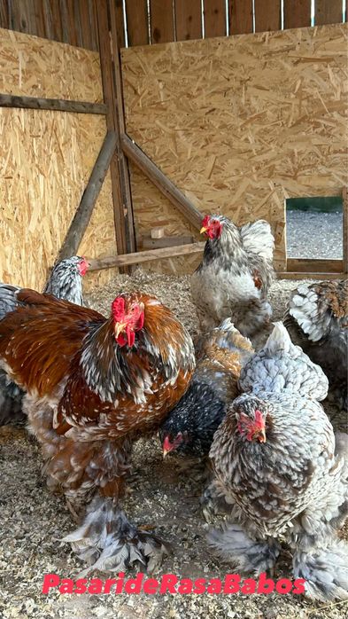 Brahma Portelan blue oua