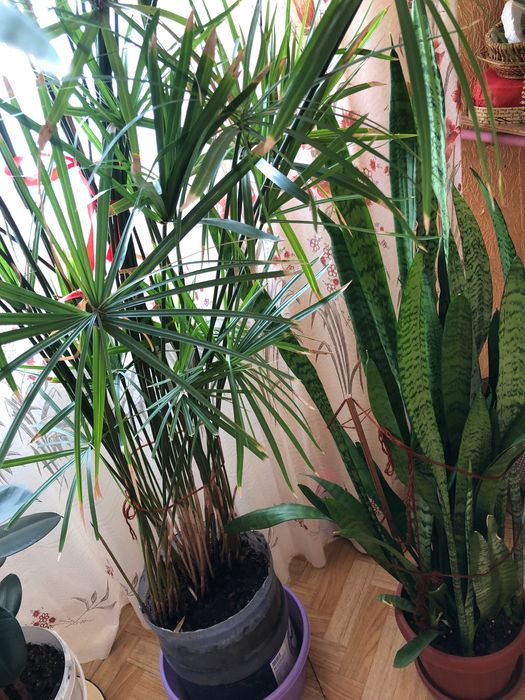 Продам домашние цветы