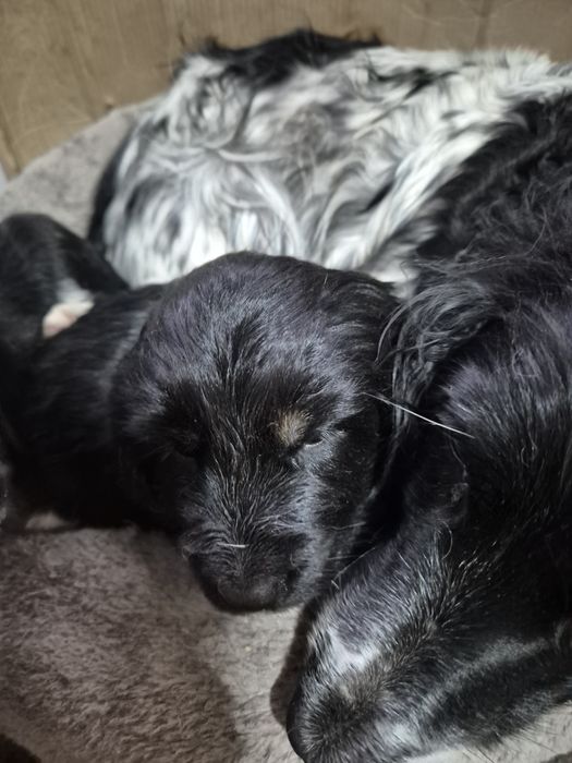 Отдам в добрые руки щенка спаниель