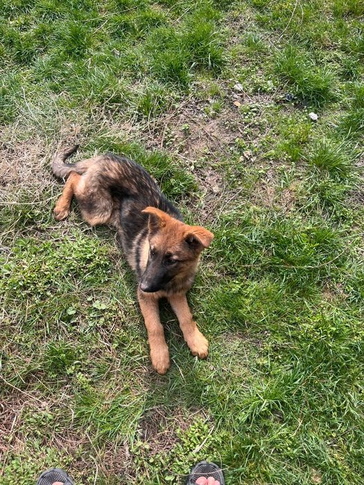 Продается немецкая овчарка