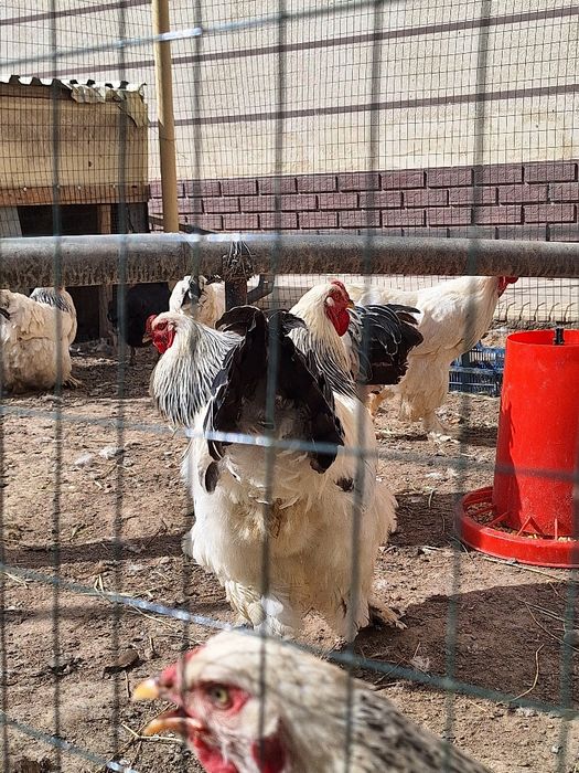 Гигантд бирама тухумлари 15000 сум