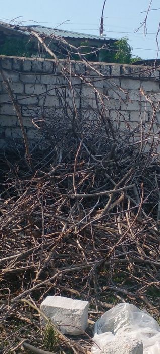 Майда Утин куриган енгок урик