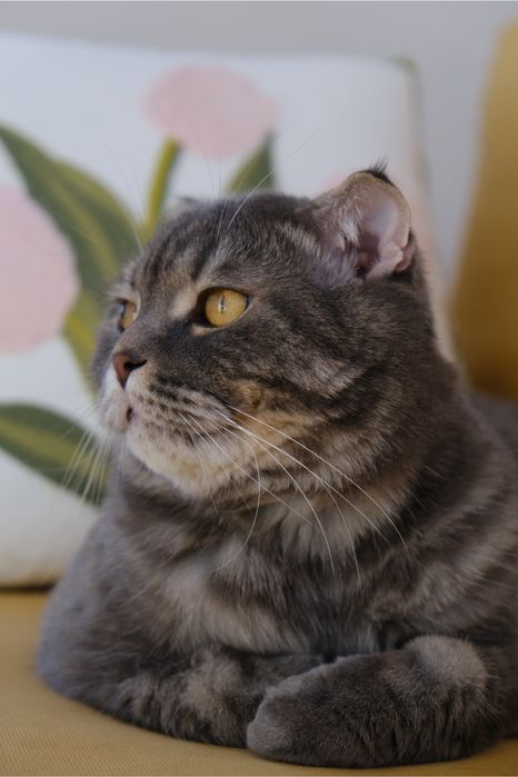 Срочно кота даром