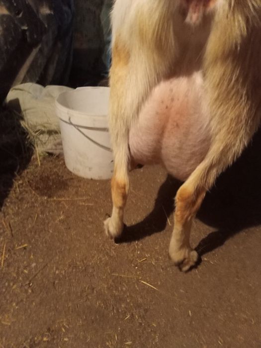 Продам молочного направления козлят