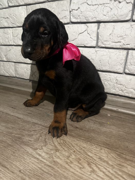 Срочно! Щенки доберма