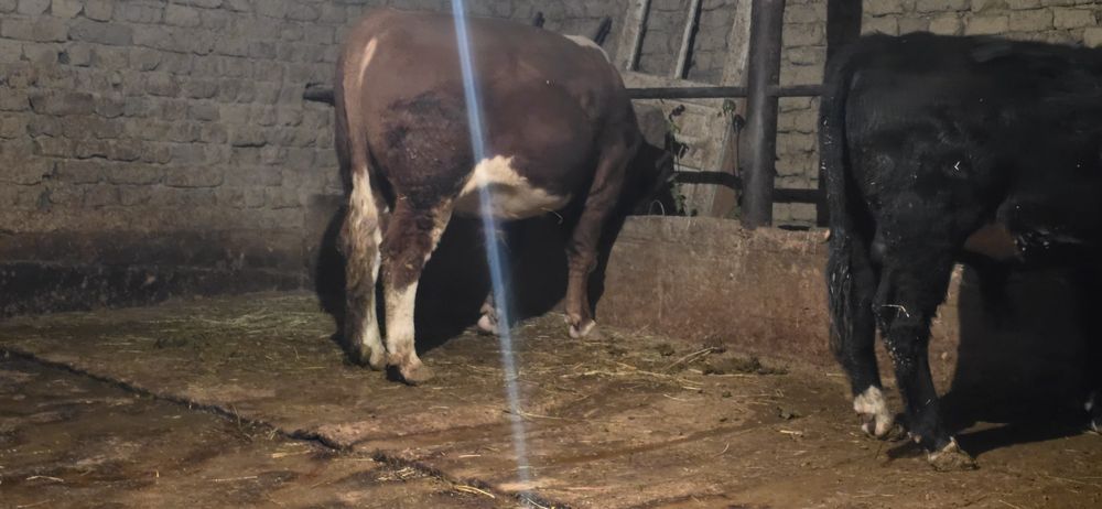 Бұқа сатылады, симментал