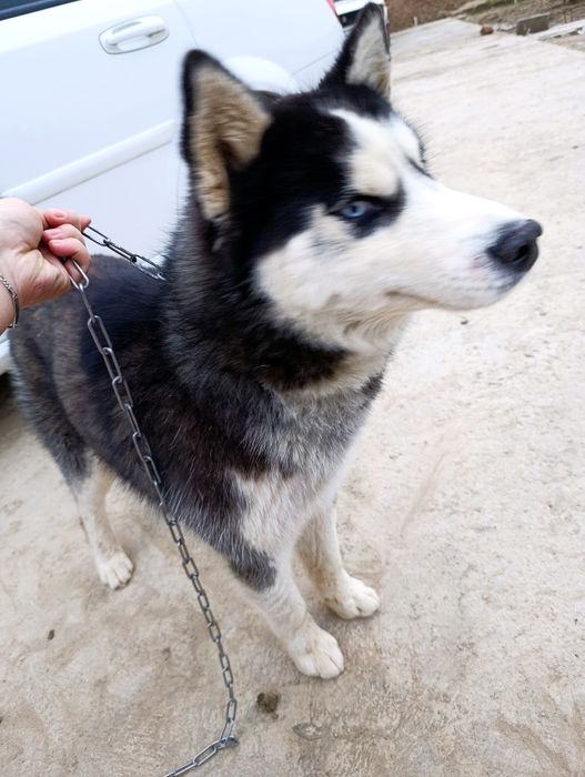 Хаски асл зод 9 ойлик