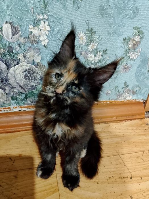 Продается кошечка породы Мейн-кун