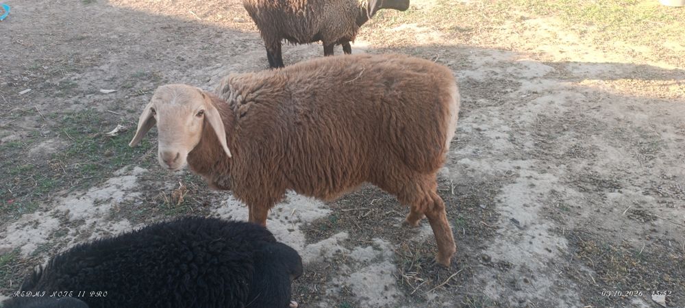 Қошқар сатылады 5 Айлық