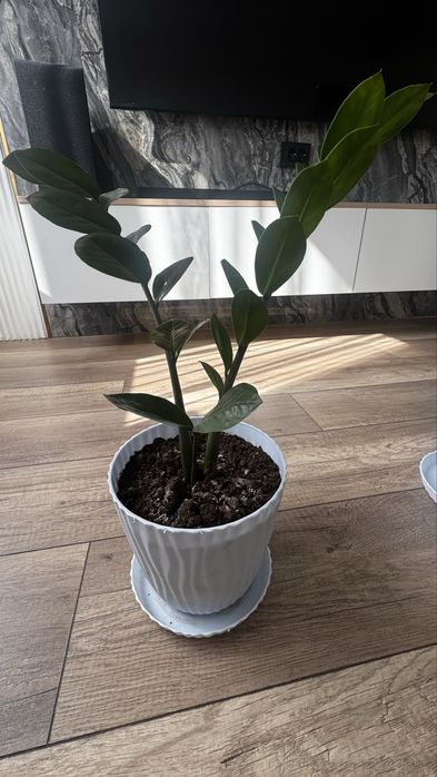 Продам долларовое дерево, Замиокулькас