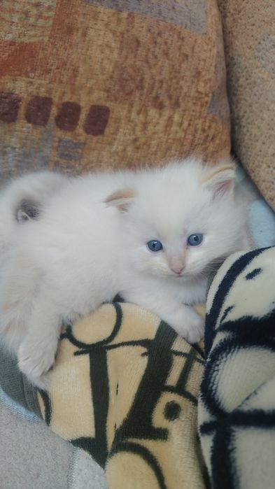 Очаровательный котенок