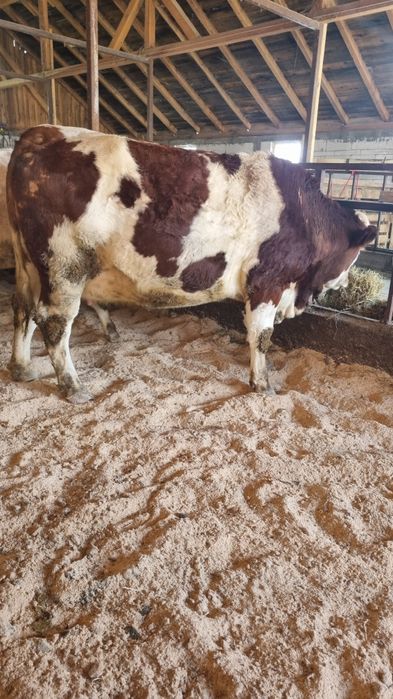 Vând 10 junici baltata Românească