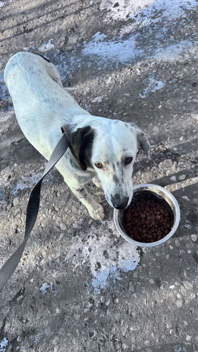 Продается охотничая собака