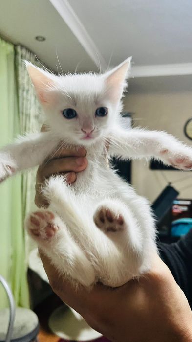 Отдам котёнка в добрые руки