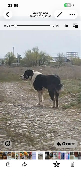 Продам алабай кабель с хорошей родословной
