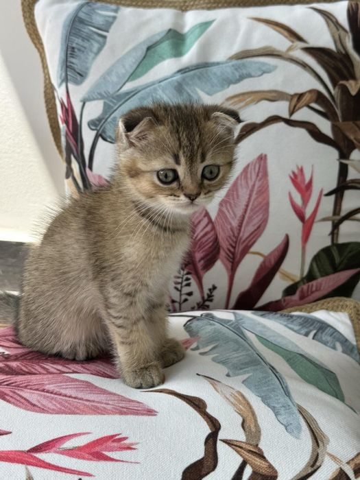 Британски котенца