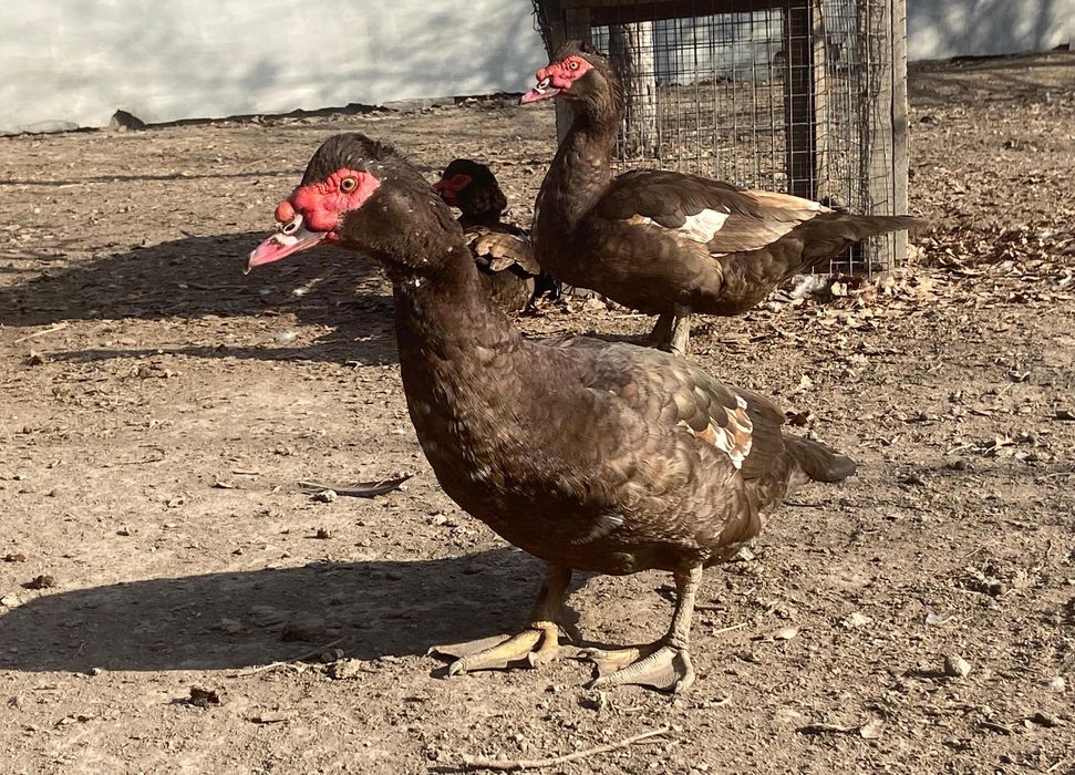 Мускусные утки селезнь индоутка