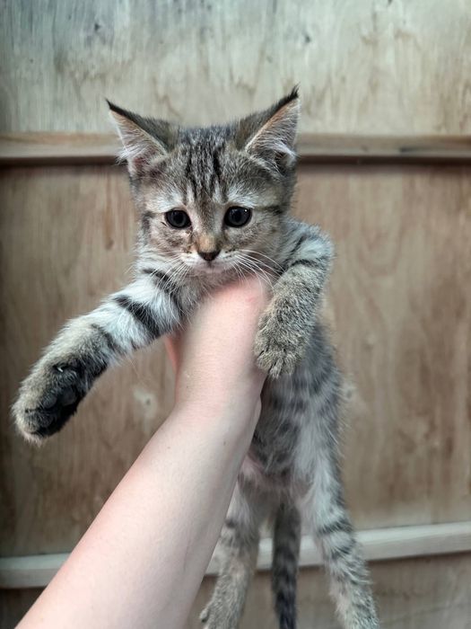 Отдам кошек в хорошие руки