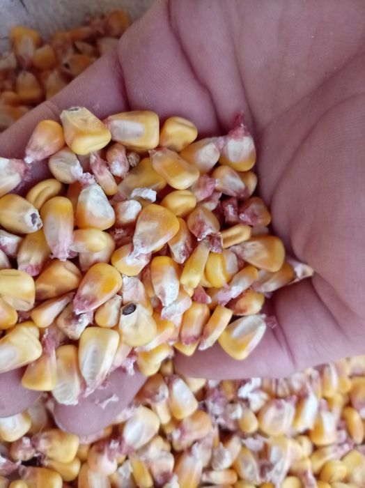 Vand triticale si graunte
